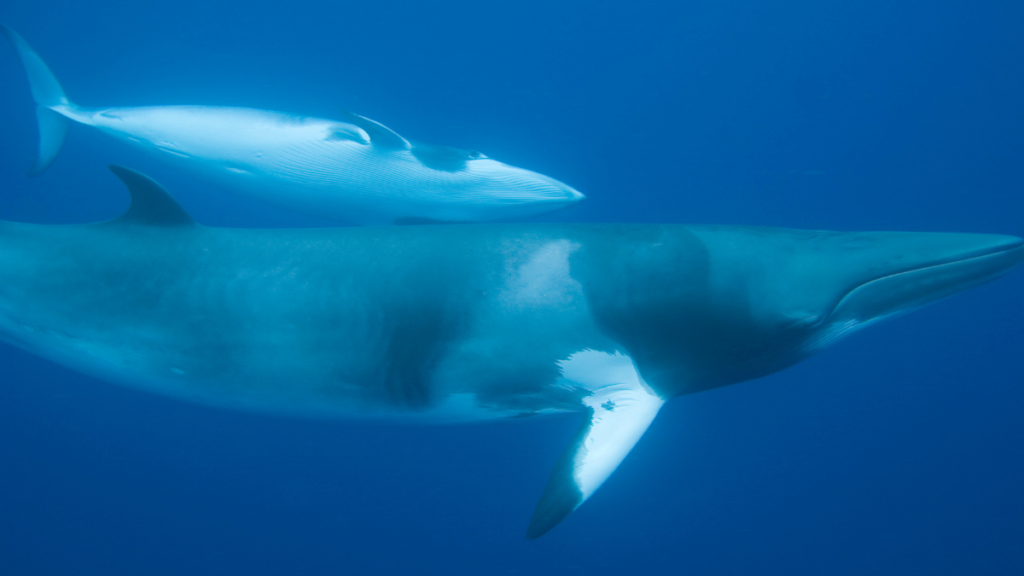 underwater photo of a minke whale
