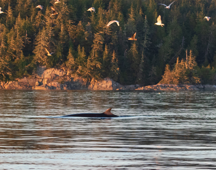 minke-whale-surface.webp minke whale swimming on the ocean surface