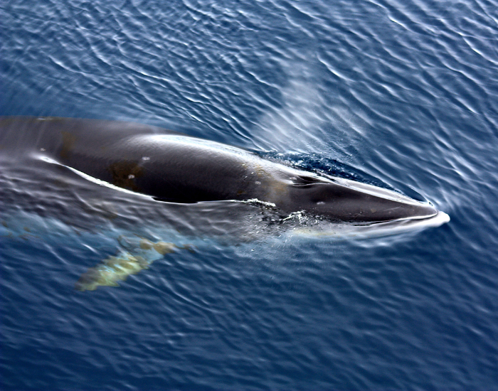 minke-whale.webp minke whale drone shot swimming on the ocean's surface
