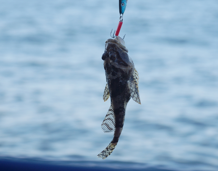 monkfish on fishing rod