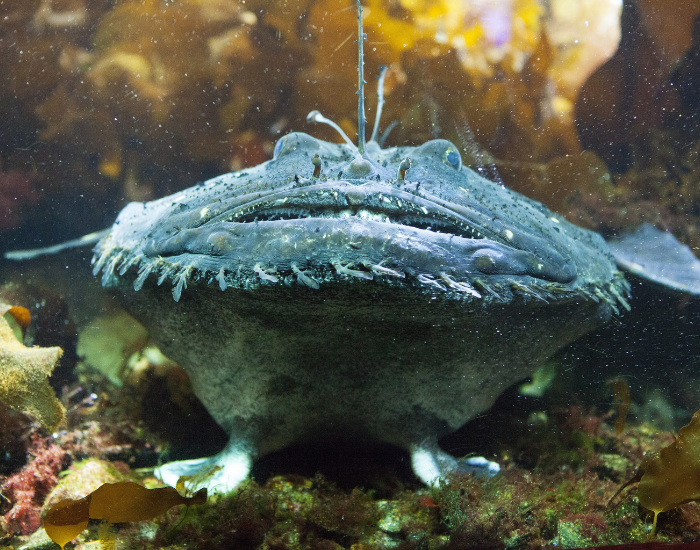 close up of a monkfish in a aquarium