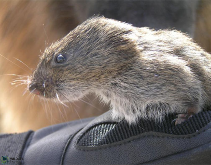 close up of a hand with a glove holding a montane vole