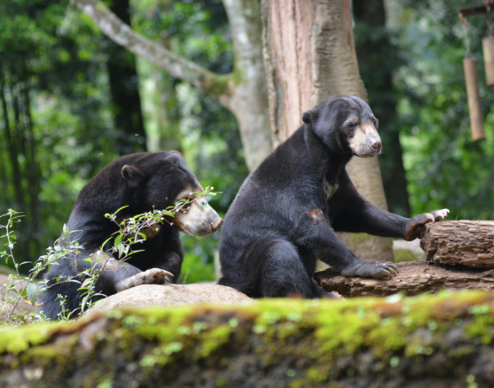 mother-and-cub-sun-bear-Helarctos-malayanus.webp Mother and cub sun bear among vegetation