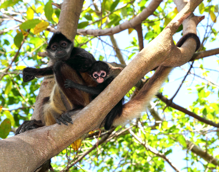 mother and baby spider monkey in a tree