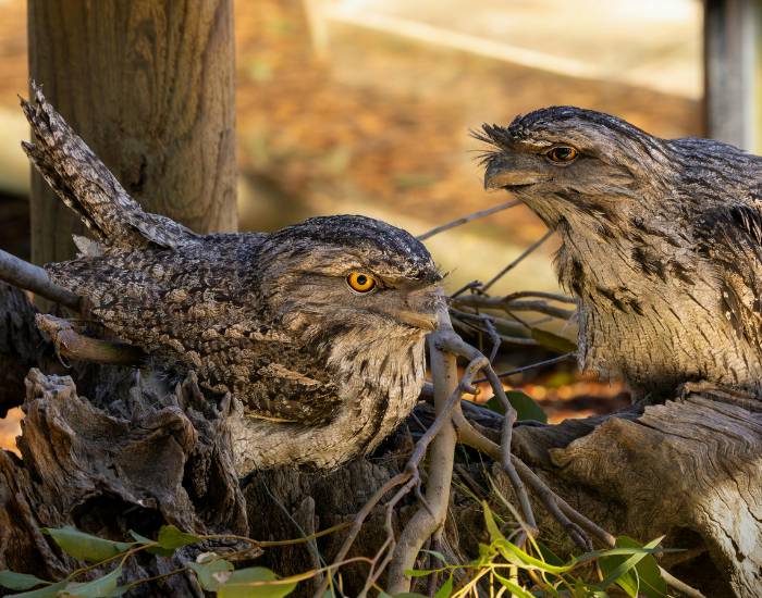 nest-two-tawny-frogmouth.webp two tawny frogmouth in a tree