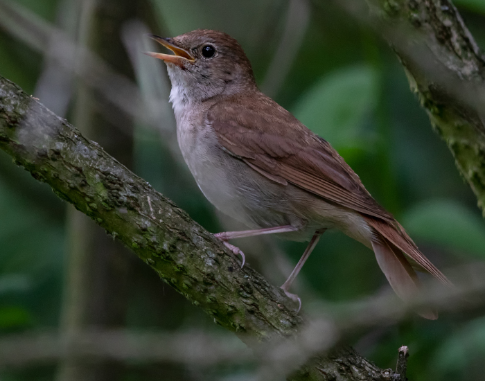 nightingale-in-the-wild.webp nightingale in its natural habitat behind a thing tree branch