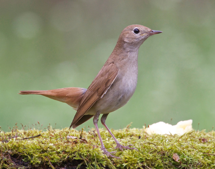 nightingale.webp nightingale standing over a thin mossy log in the wild