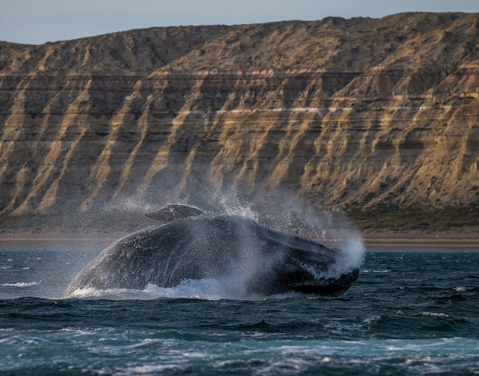 north-atlantic-right-whale-breaching-2.webp right whale breaching near the coast with a cliff