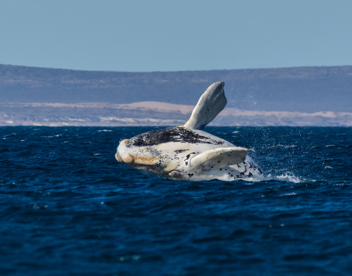 north-atlantic-right-whale-breaching.webp north atlantic right whale breaching in peninsula valdes