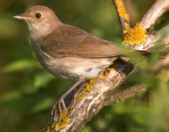 oriental-nightingale.webp oriental nightingale in its natural habitat