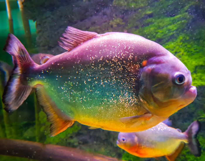 piranhas-close-up.webp close up of a piranha