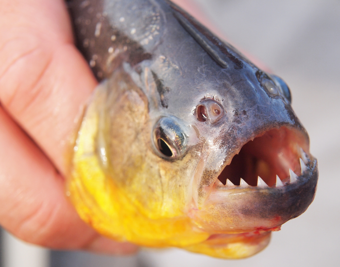 piranhas-mouth-close-up.webp close up of piranha teeth