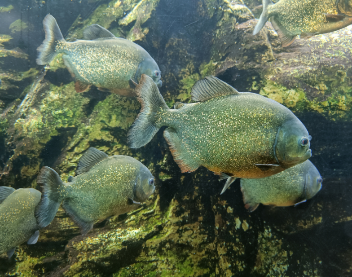 piranhasswimming-river.webp group of five piranhas swimming