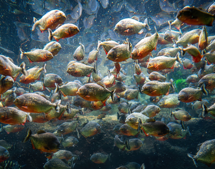 red-bellies-piranhas.webp school of red bellies piranhas swimming