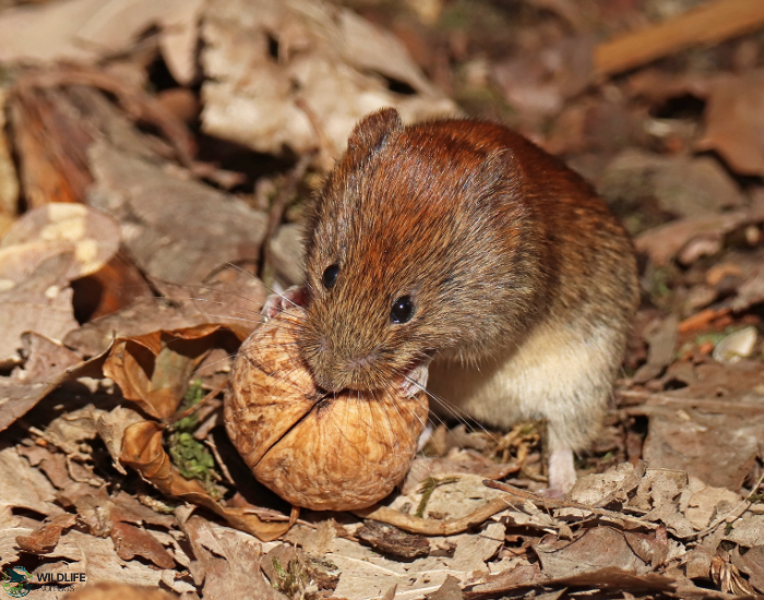 Red vole eating a nut in the wild