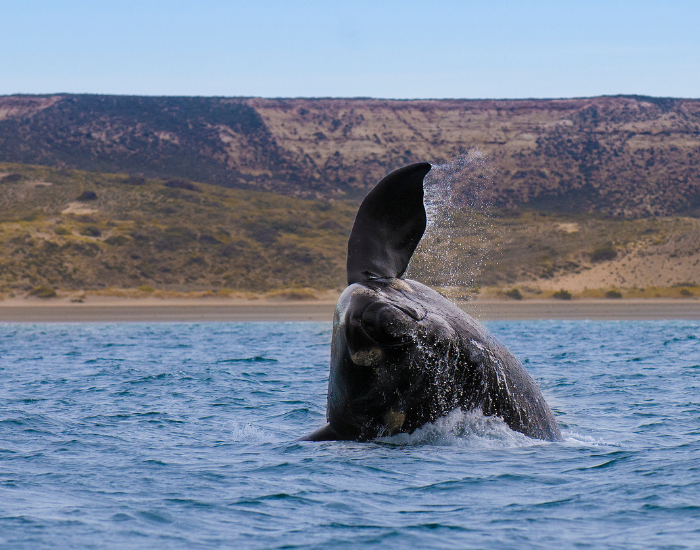 right-whale-breaching.webp right whale breaching off the coast