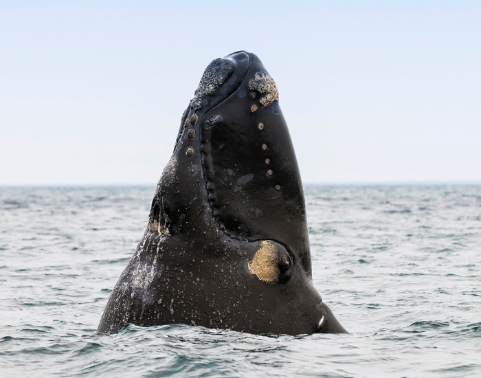 right-whale-head-coming.webp right whale coming off the water