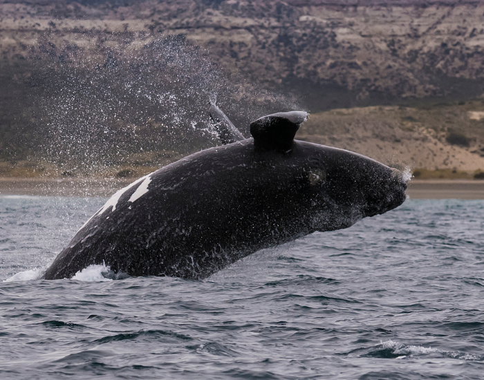 right whale breaching near the coast