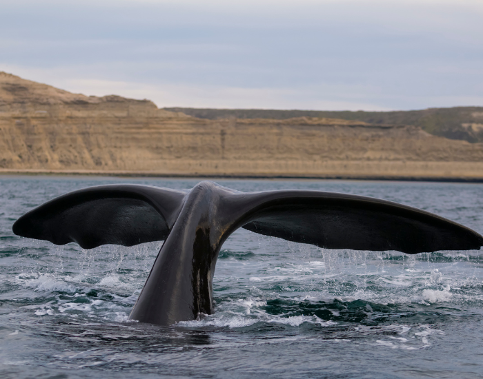 right-whale-tail.webp right whale tail diving