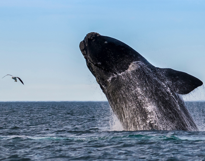 right-whale.webp right whale breaching