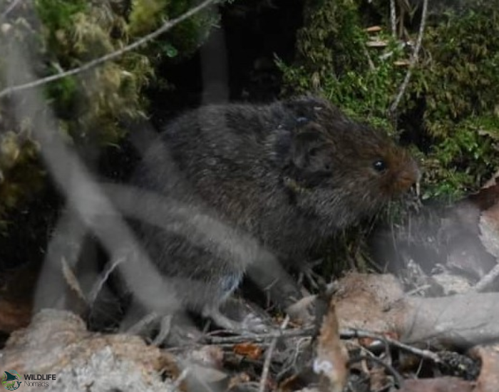 rock vole in the wild