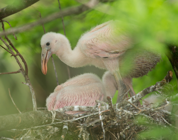 roseate-spoonbill-chicks.webp roseate-spoonbill chicks in a nest in the wild habitat
