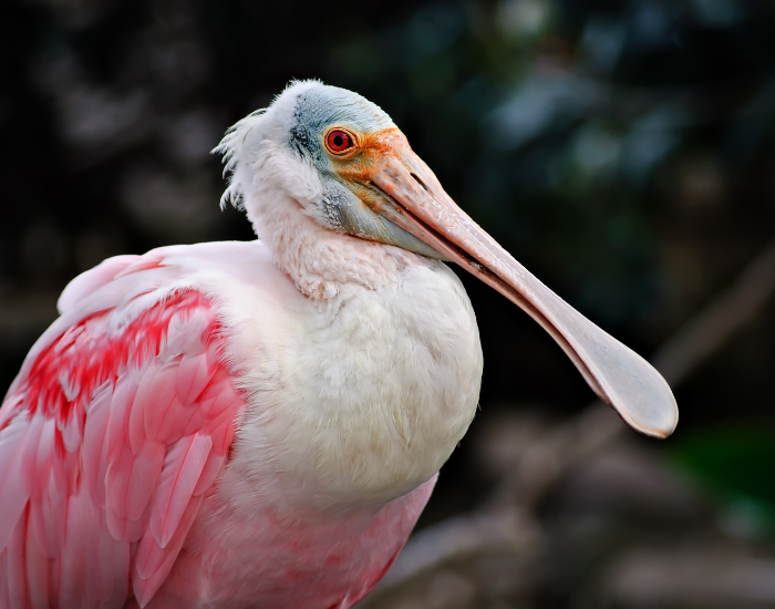 roseate-spoonbill-close-up.webp roseate spoonbill laying still on a wetland