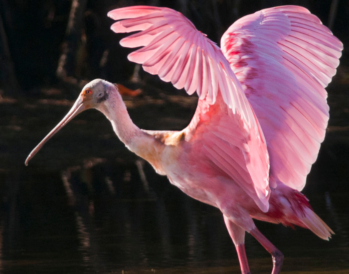 roseate-spoonbill-flying-wings-.webp roseate spoonbill wth its wings extended