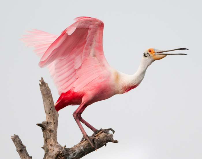 roseate-spoonbill-flying.webp roseate spoonbill on top of a tree