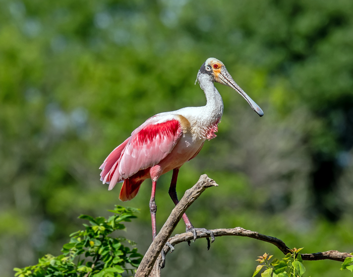 roseate-spoonbill-mangrove.webp roseate spoonbill on top of a mangrove