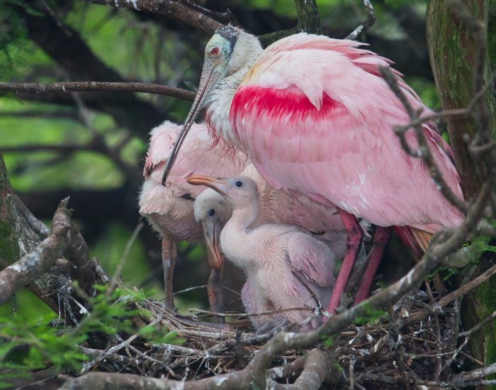 roseate-spoonbill-nest-chicks.webp roseate spoonbill with two chicks on a nest in the wild