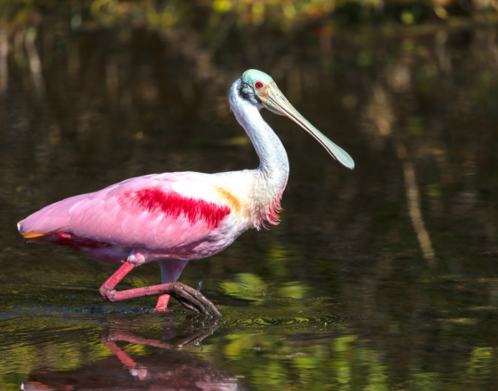 roseate-spoonbill-wetland-walking.webp roseate spoonbill walking on a shallow wetland