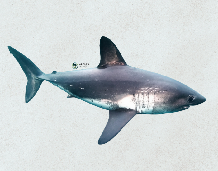 salmon-shark-Lamna-ditropis-illustration-no-background.webp ultra realistic illustration of a salmon shark