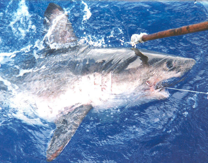 salmon-shark-Lamna-ditropis.webp close up of a salmon shark on the ocean surface touched by a wooden stick