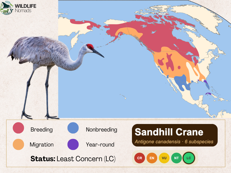 sandhill crane Distribution map