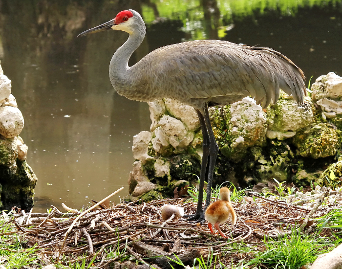 sandhill crane standing next to its nest and a chick near by