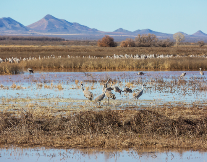 flock of sandhill cranes in the wild