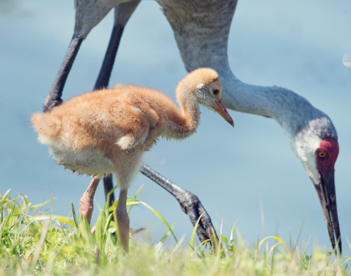 sandhill crane mom and its chick