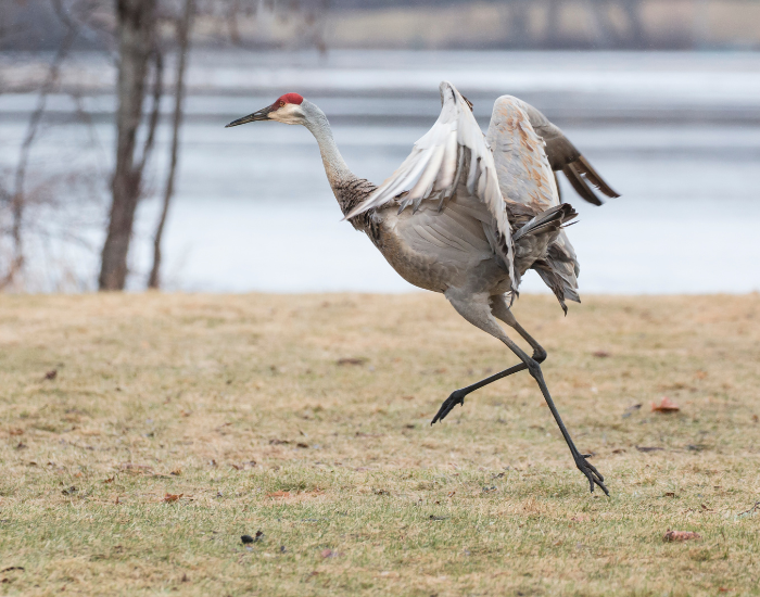 sandhill-crane-running-flapping-wings.webp sandhill crane running flapping its wings