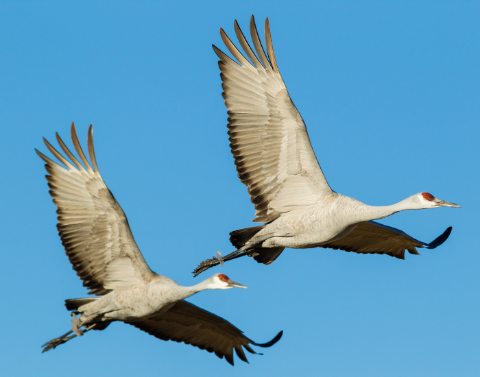 two sandhill cranes flying