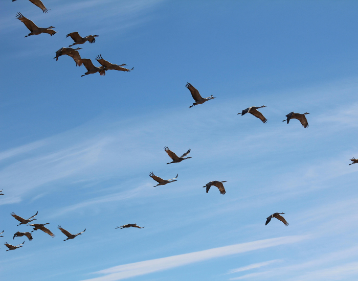 flock of sandhill cranes flying migrating