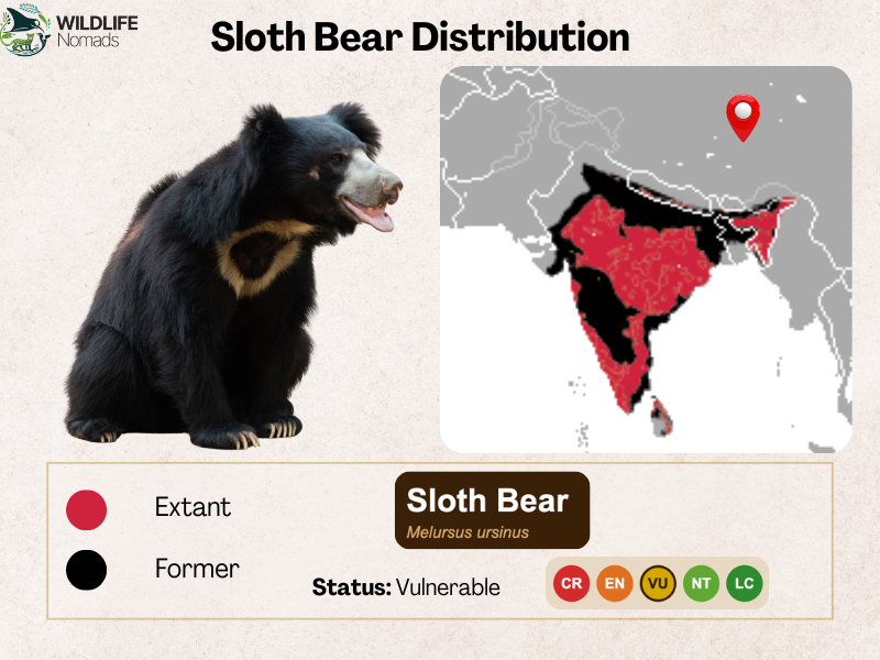 sloth-bear-Distribution-map.webp infographic showing the distirbution map of a sloth bear in south asia