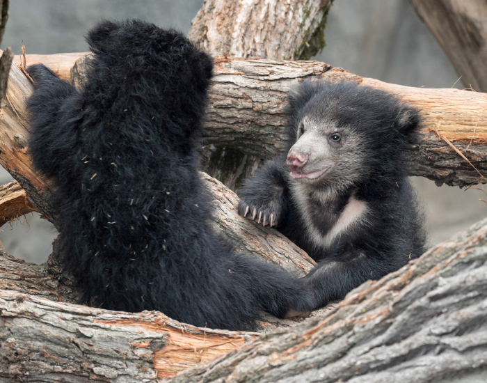 sloth-bear-cubs-logs.webp two sloth bear cubs among logs