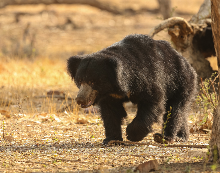 sloth-bear-nature.webp sloth bear walking in the wild