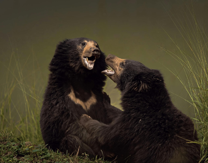 sloth-bear-playing.webp two sloth bears playing