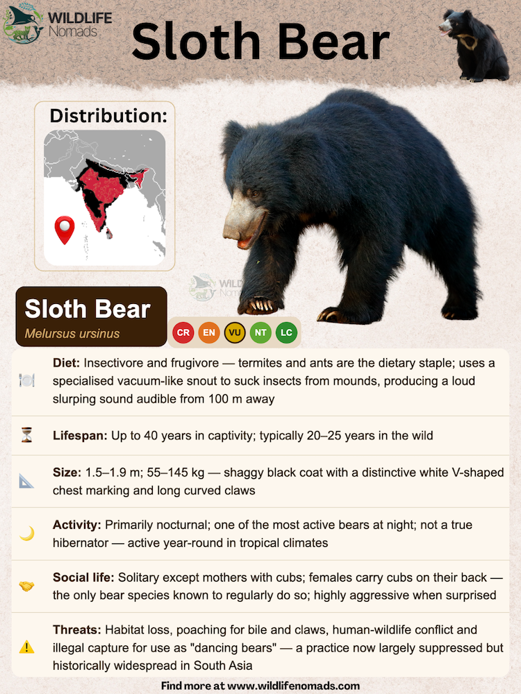 sloth-bear-species-animal-profile.webp sloth bear species animal profile showing important information like diet, social life, etc