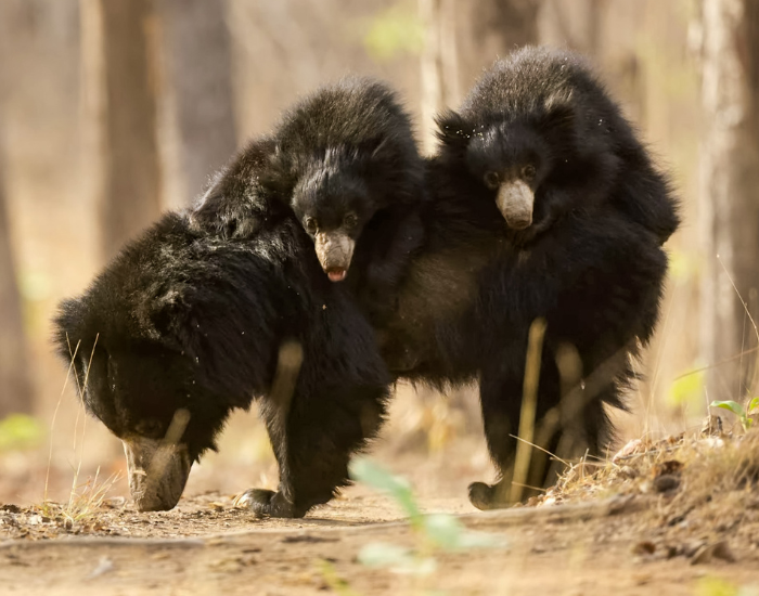 sloth-bear-with-two-cubs.webp mother sloth bear with two cubs on her back