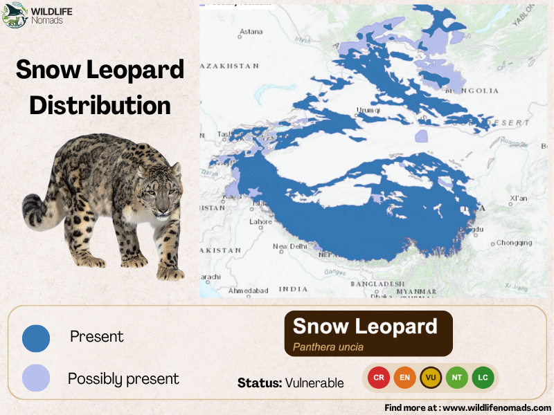 snow-Leopard-distribution-in-central-asia.webp Snow Leopard Distribution in central asia