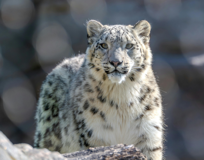 snow-leopard-close-up.webp snow leopard close up in the wild
