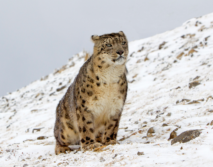 snow-leopard-sitting-on-snow.webp a snow leopard sitting in the wild